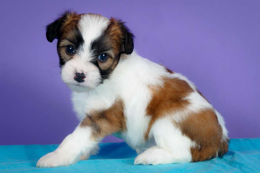 Pequin Mirrage Jason