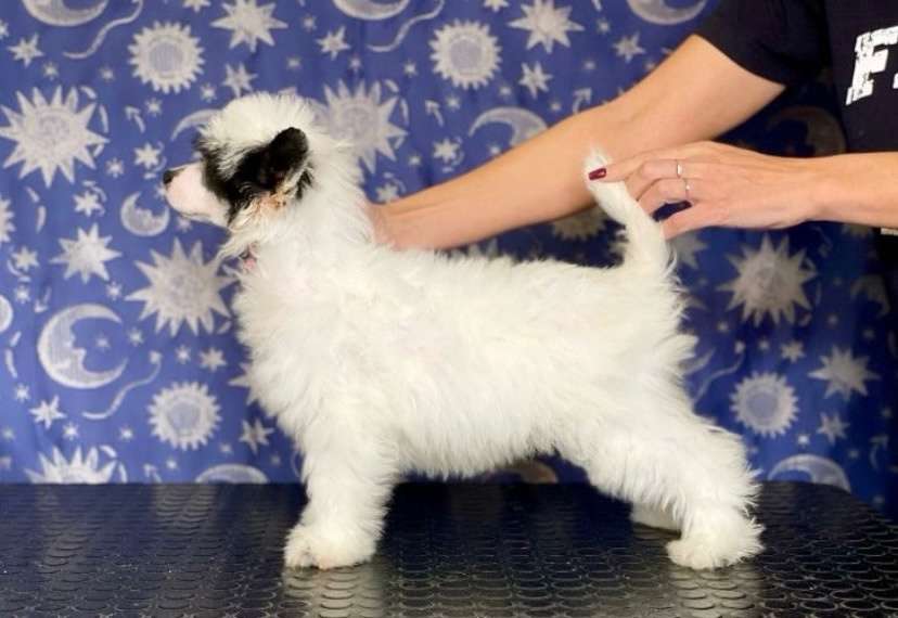 Fiery Fame Dolcecuore