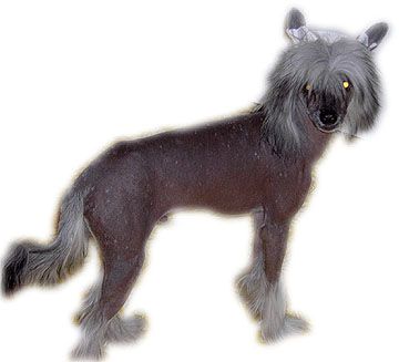 Crestars Isn't He Amazing