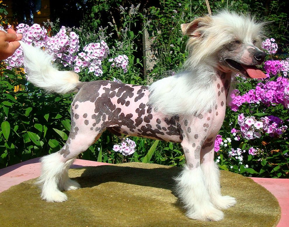 Golden Is Life Anturage