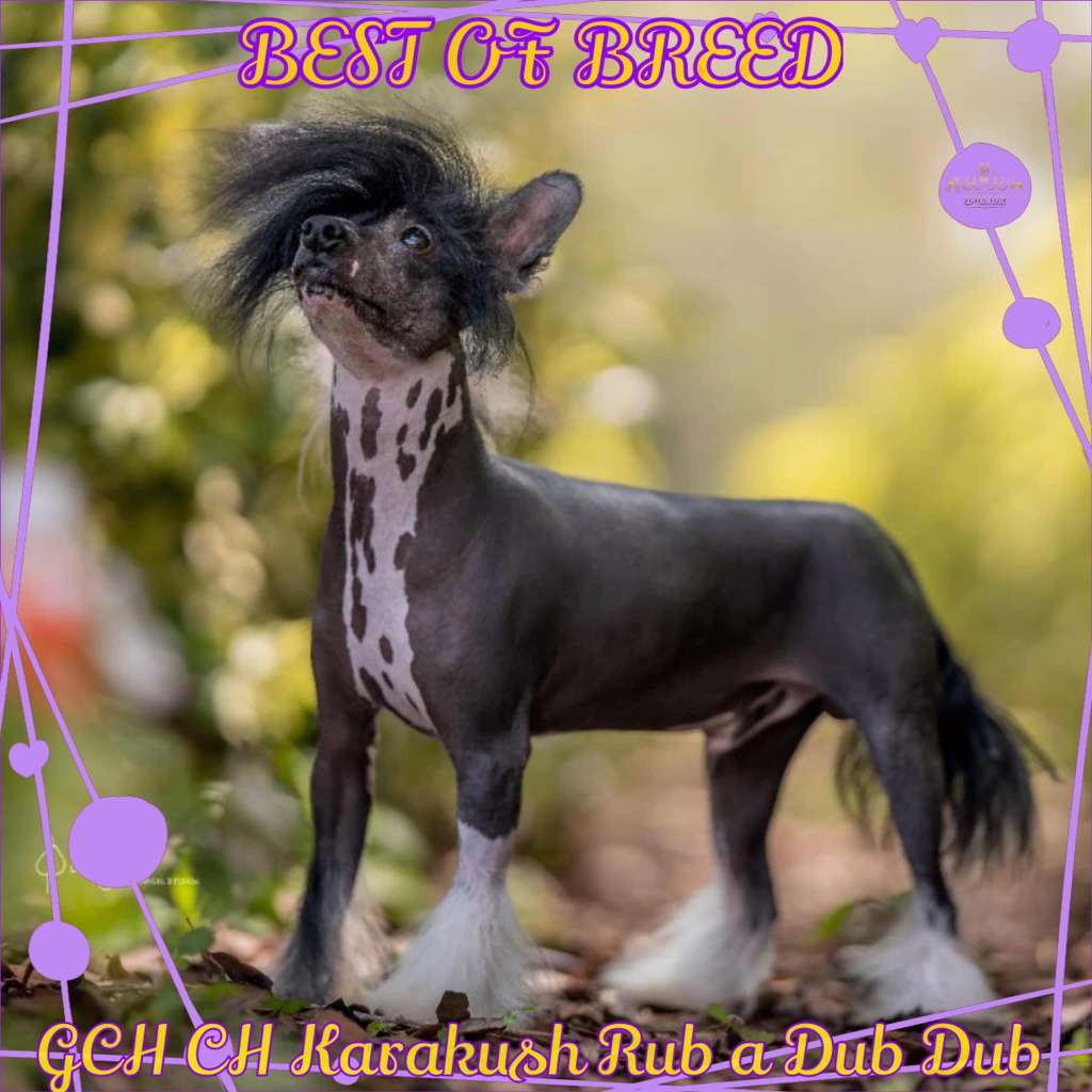 Karakush Rub A Dub Dub