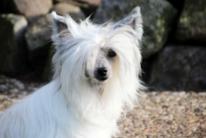 Magnus Staff XS Super Girl