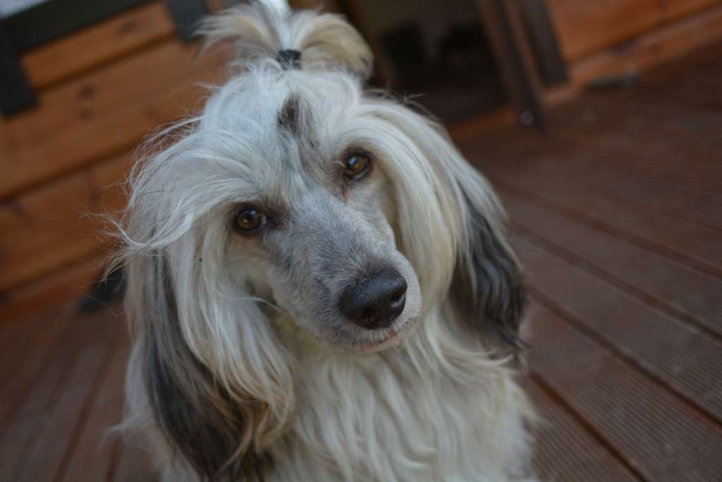 Gran Amigo Vikont de Astro