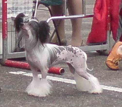 Dogland Happy Demetra