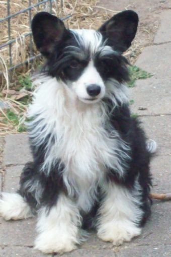 Sherabill Foreign Fling