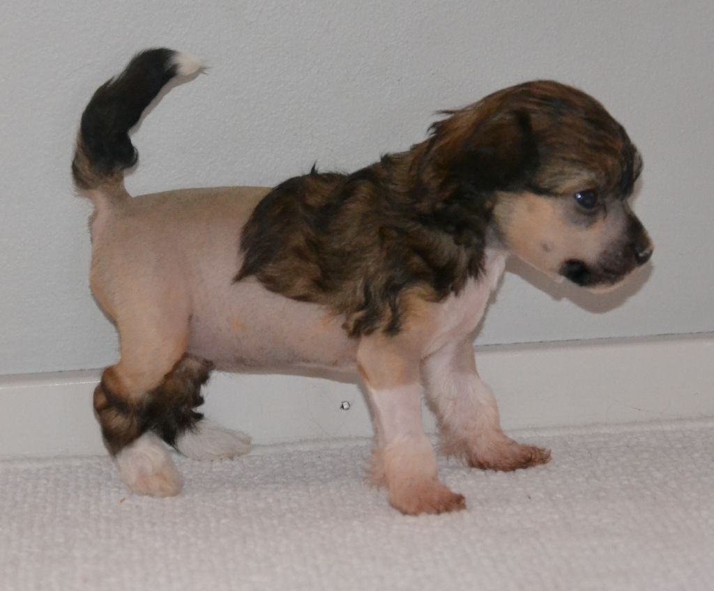 Zanevi's Fancy Fiona