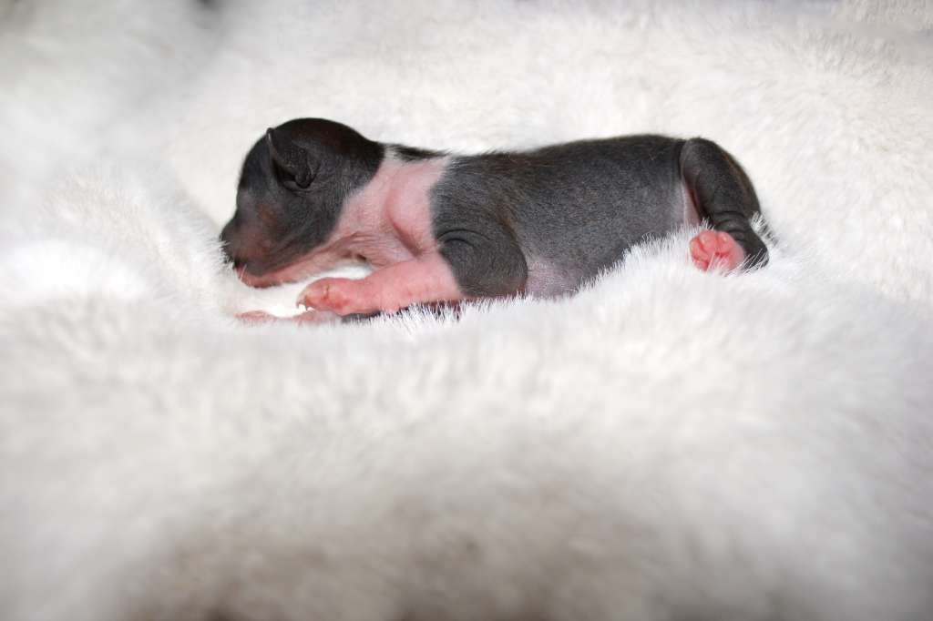 Via Della Seta Oolong Tea