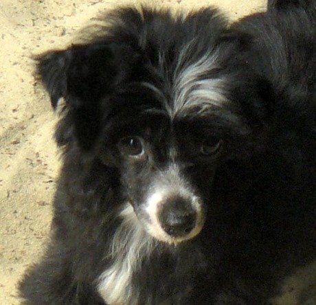 I' Top Model De Rama