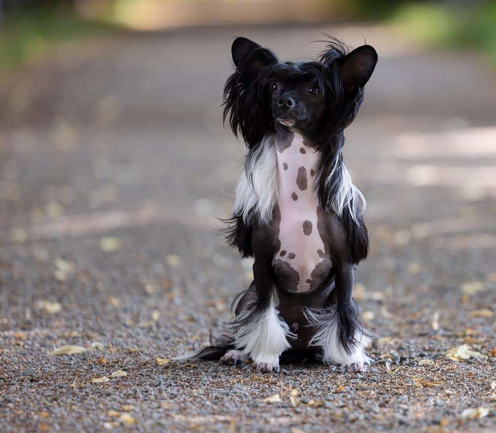 Swerotts Gosh Im A Goddess