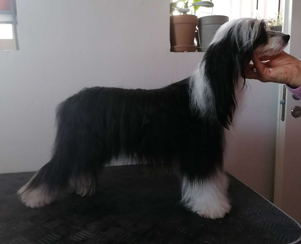 Stormblåstens Dark Sorceress