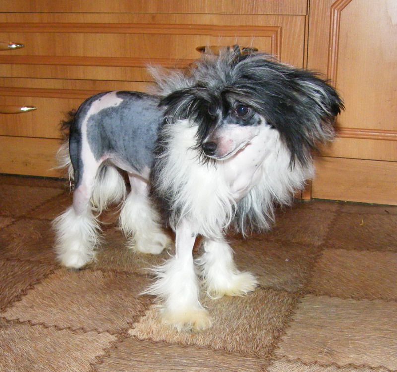 Vellar Pljus Violett Polunochniy Kapriz