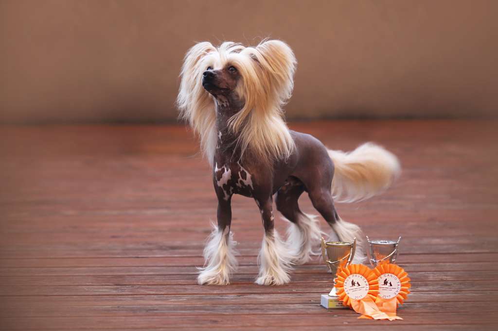 Beloved Tenth Avenue Albara