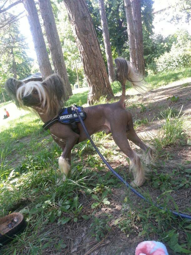 Elegant z Pulnocního dvora