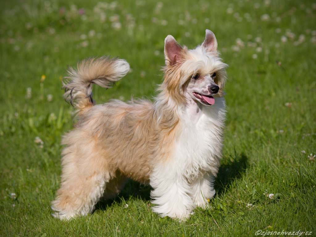 Scarlet z Jasne hvezdy