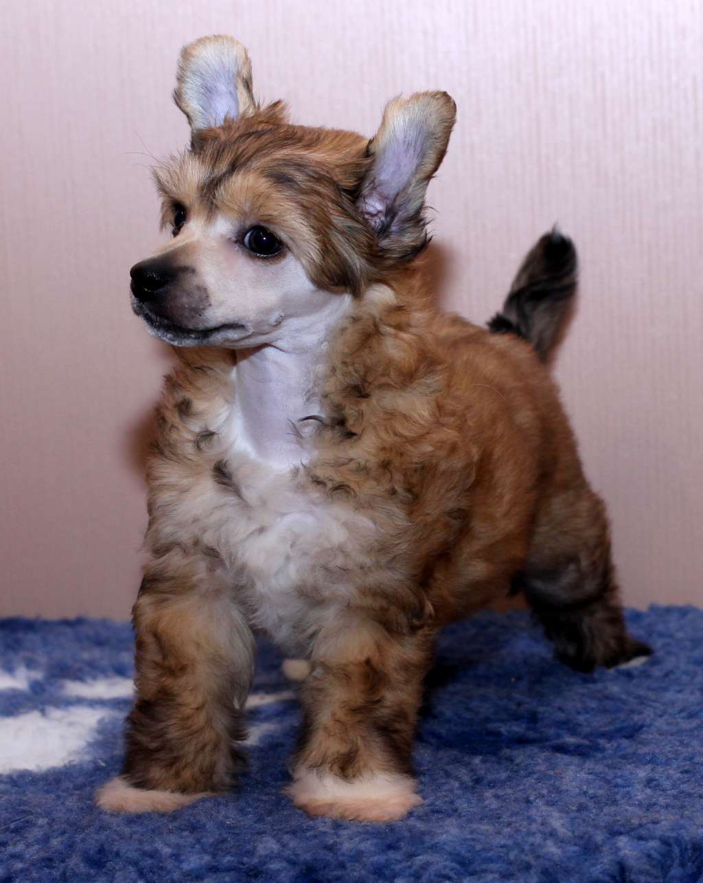 Artic Flyer's Willy Wonka