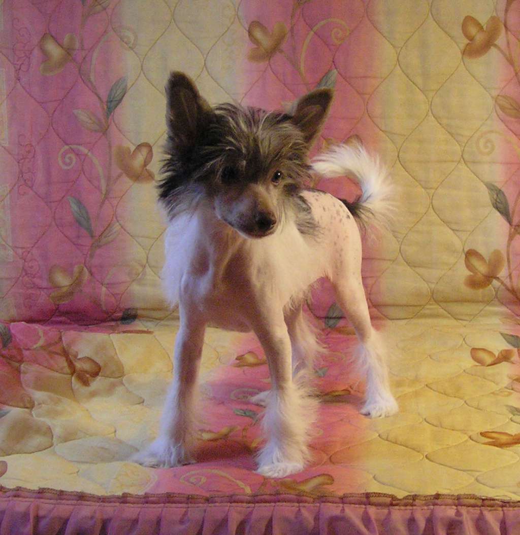 Muso Grazioso Richard King of Love