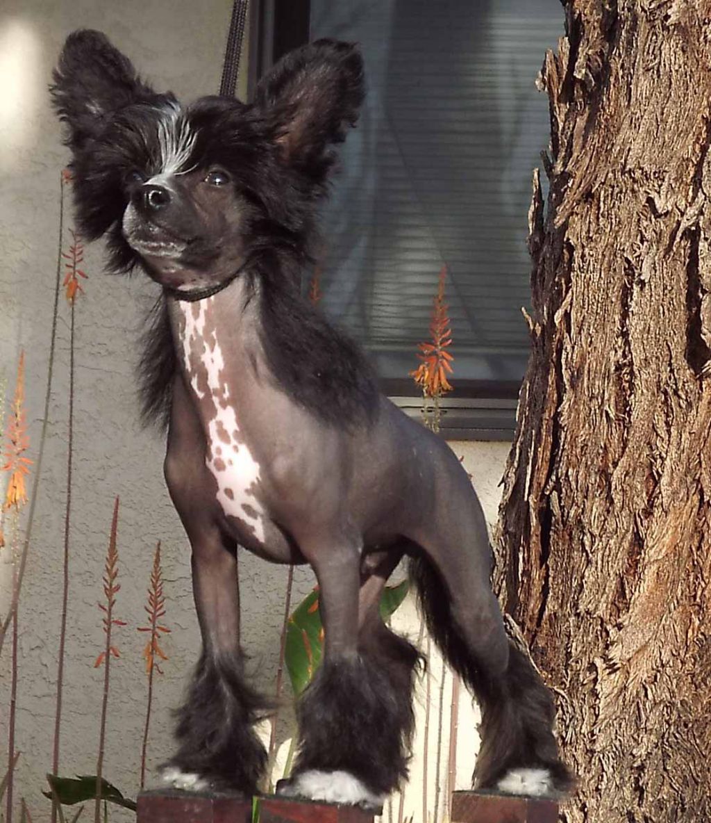 Celestial Lunar Delight at Crest-Vue