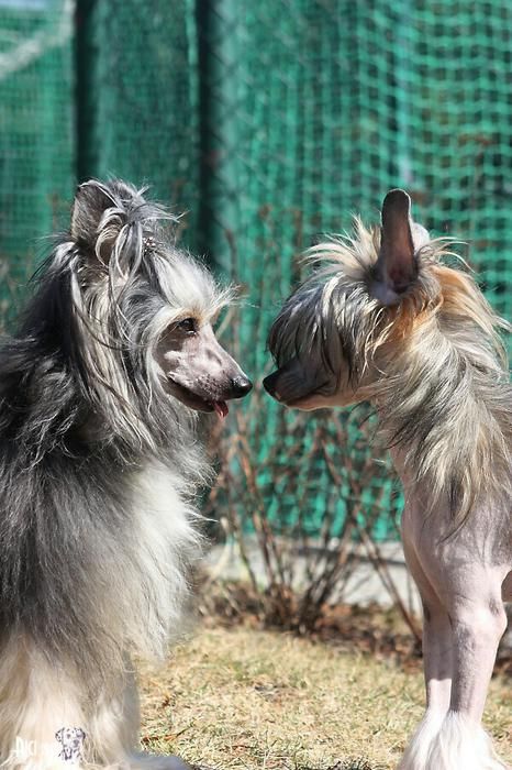 Brutus Lucius Maytay's Minng