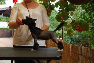 Golden Diamond Cresteds Leticia