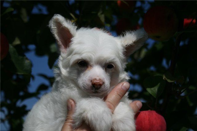 Sky Miracle Arctic Fox