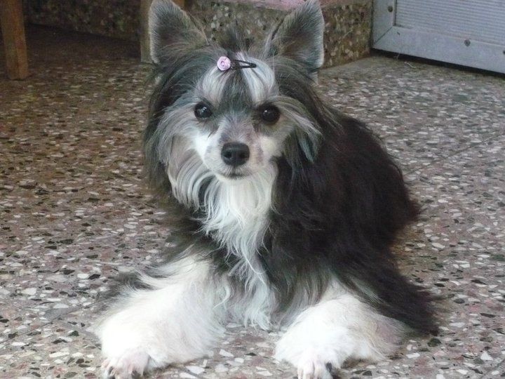 April Dew FalaZairroo