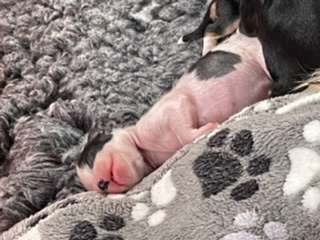 Hottie Tots It?s a spot