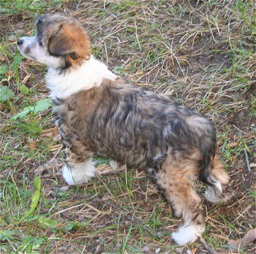Dragon Moon Chained Lady