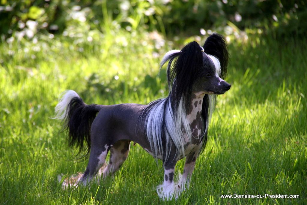 Dixie Chick du Domaine du Président