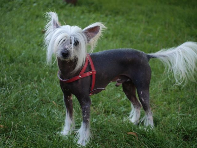 Gismo Cohors