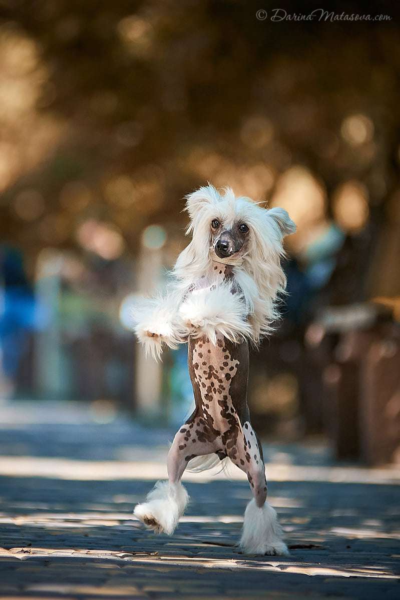 Golden Girl Planet Of Dream