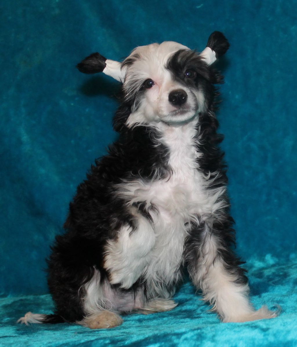 Orero Lovely  Leslie   Blissful