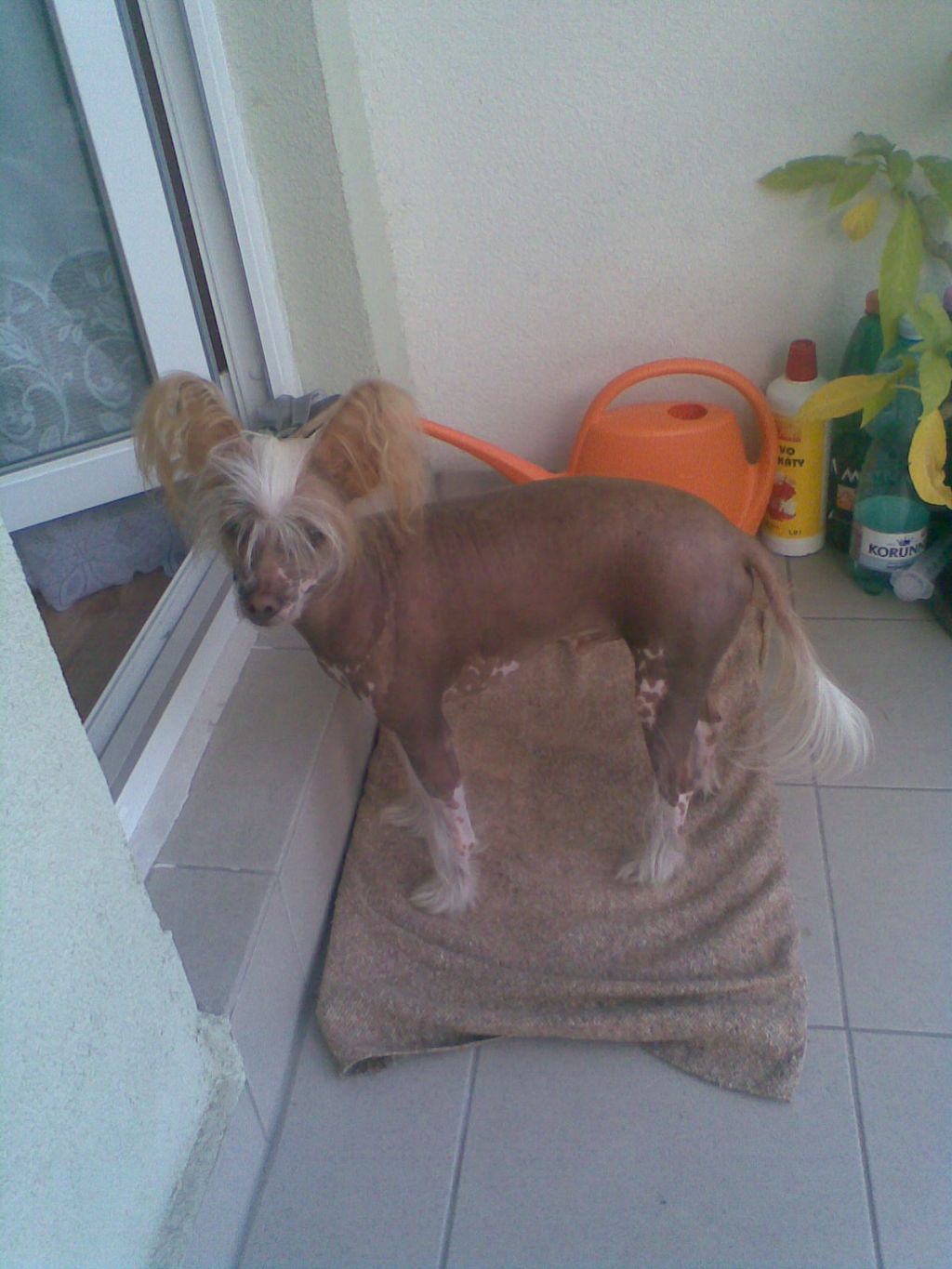 Cyprian Gold Od Chlpiku