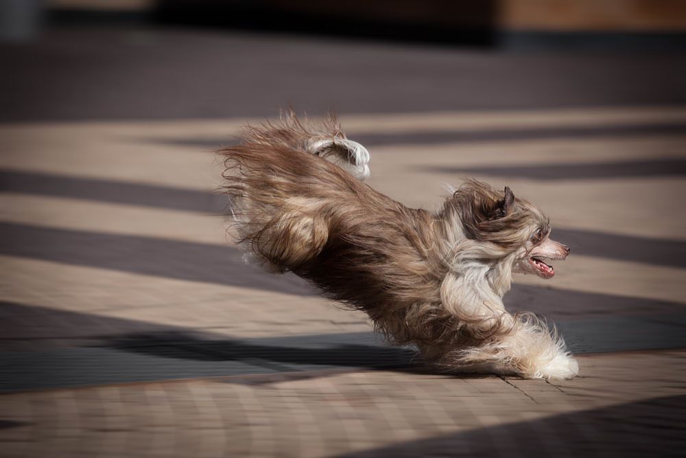 Dogland Happy Remember Me