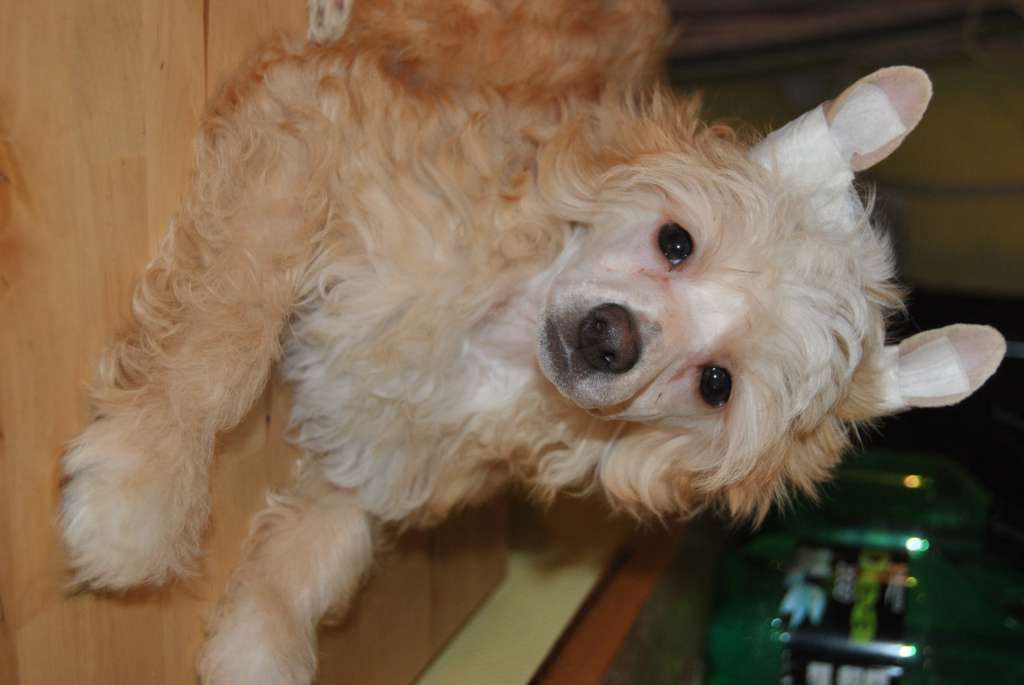 Nielson of Unique Creatures