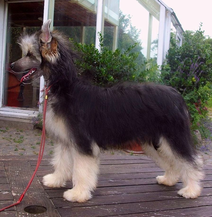 Be My Dog's Proud N Smart