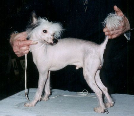 Keshar's Blueboy du Fuinrando