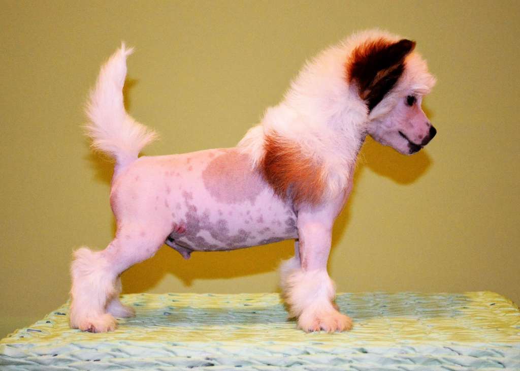 Glenlaif Alec Baldwin