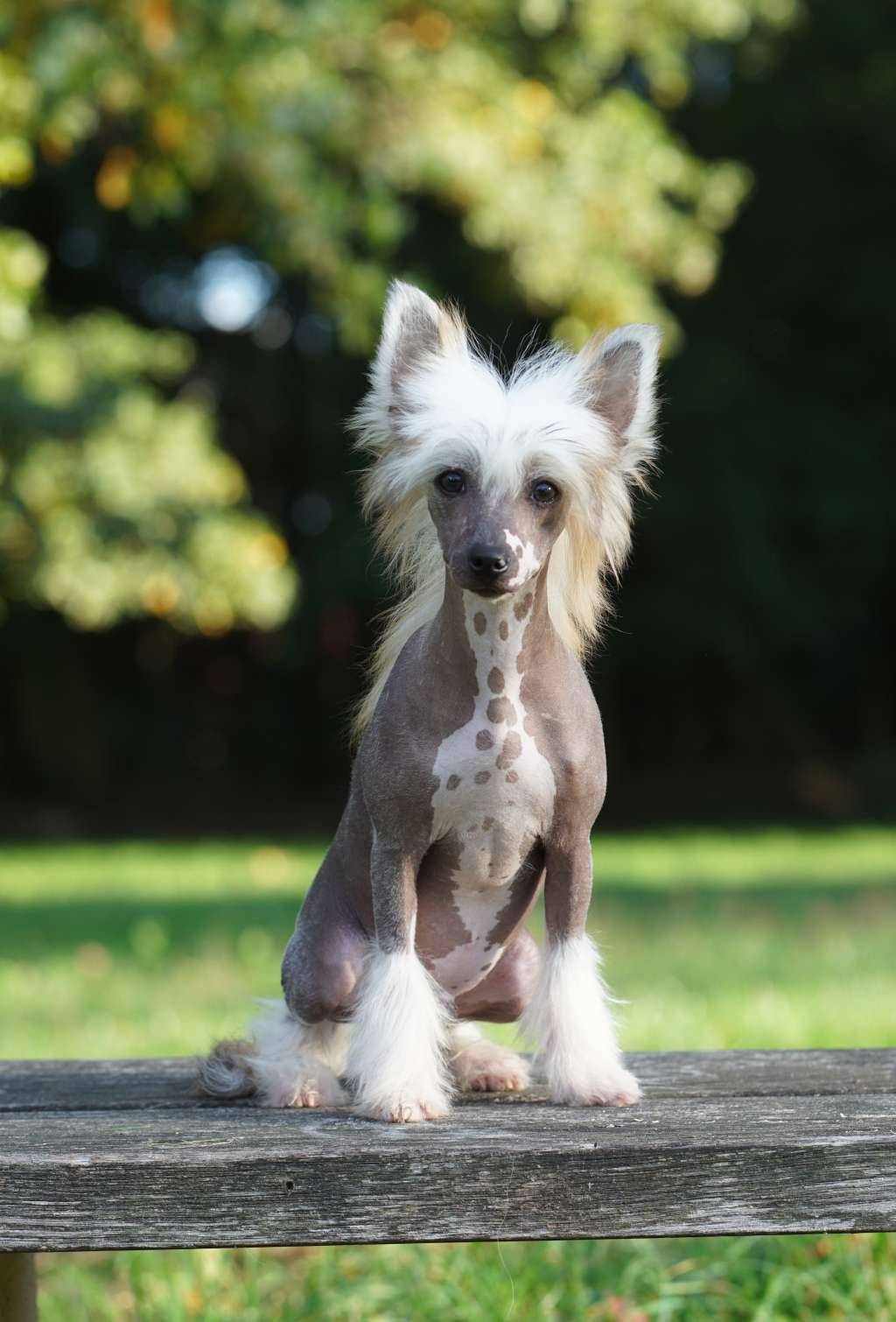 Gandalf The Grey Lacshen's