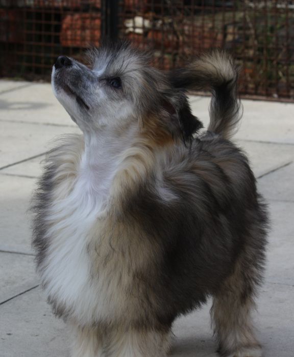 Oolagha Kristol Angel