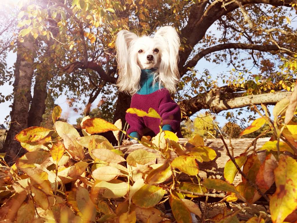 Moelmo's Overwhelming Beauty