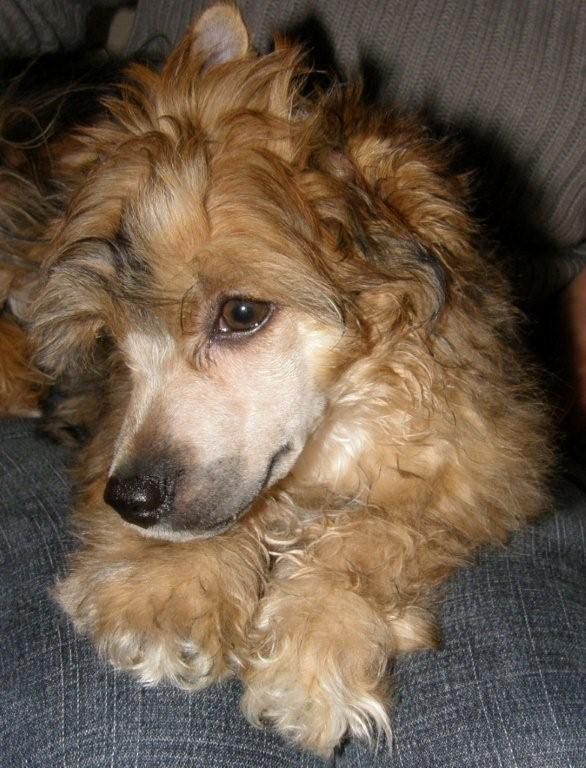 Beefeater Nezkrotna markyza