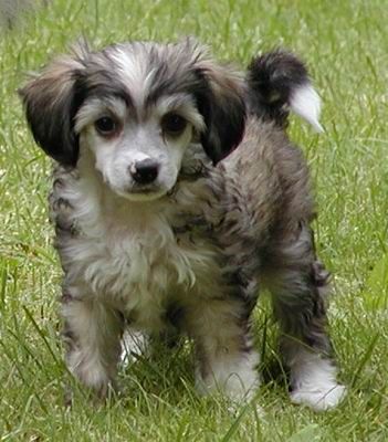 Twice As Nice Custommade