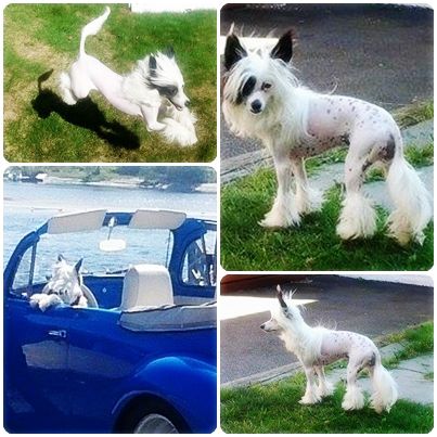 Quiincharme's Jazz Rock Celebration