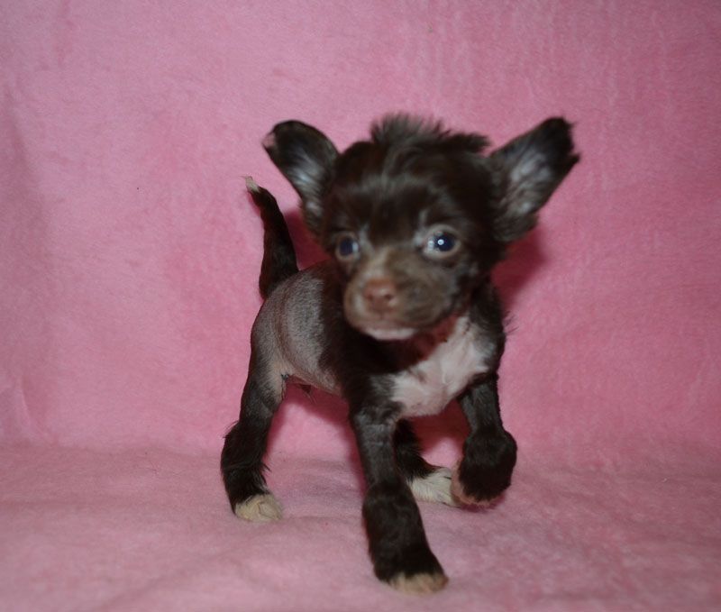 Vellar Pljus Kitayskaya Primadonna