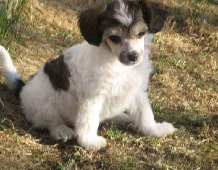 Kaunisvirran Quickstep