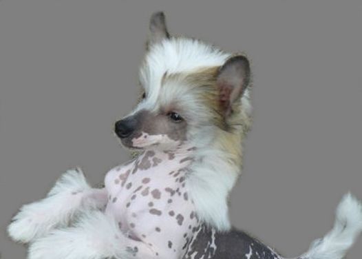 Gou's Landing Feet First