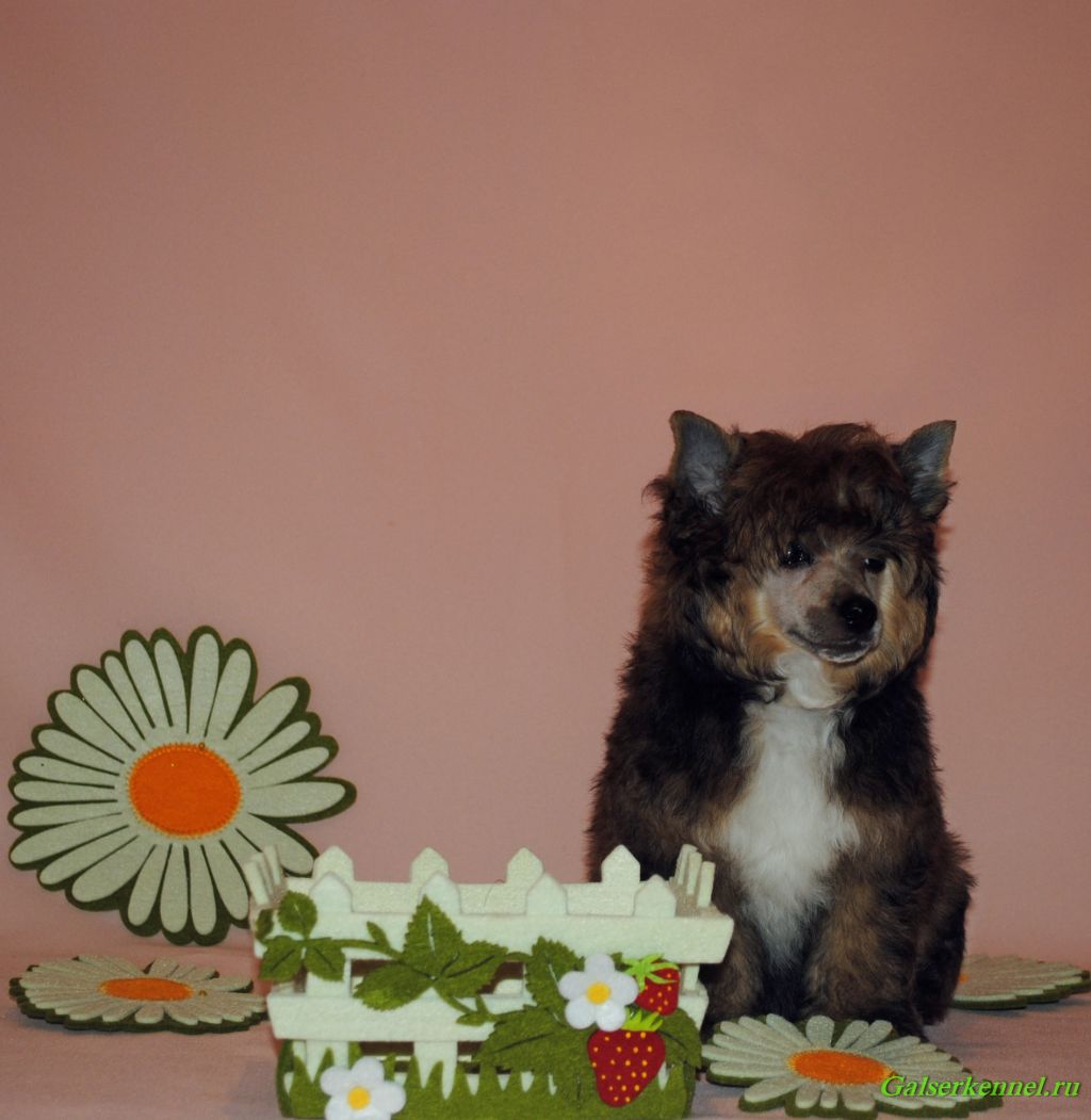 GalSeR Selena Victoriya