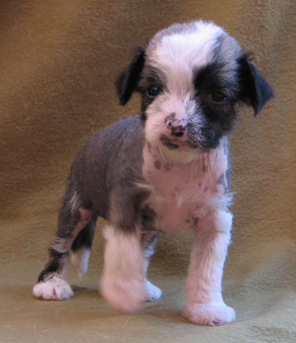 Leonelson of Petrina's Hope