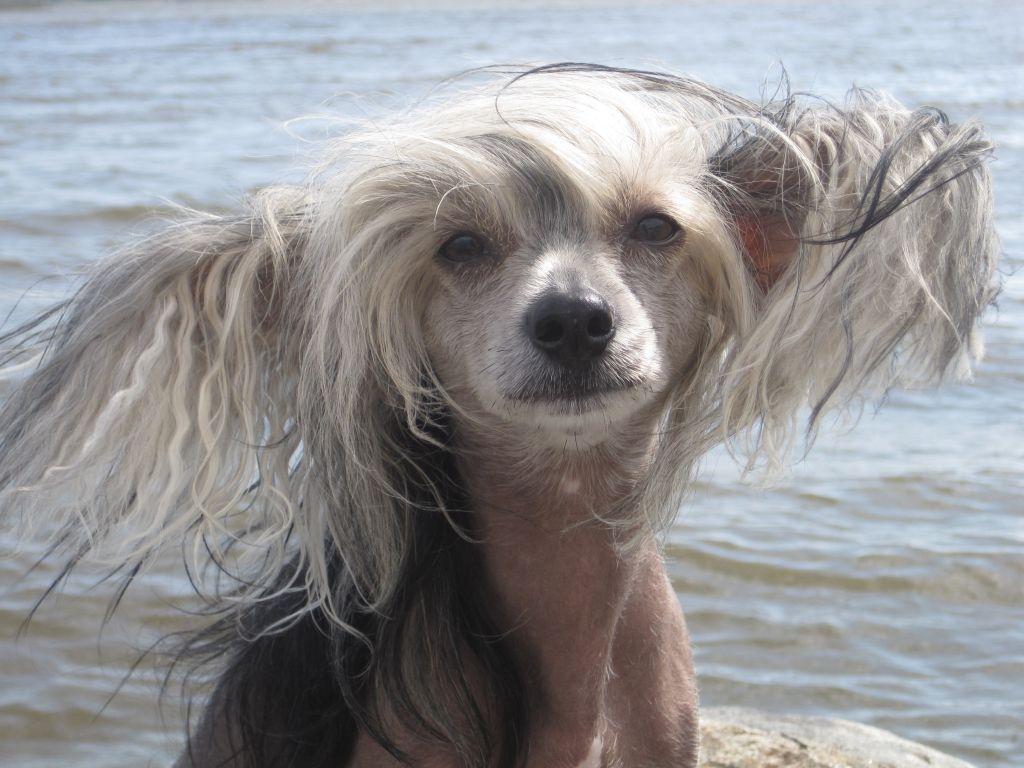 Kaunisvirran Sophia Loren