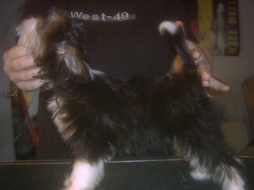 Wurr Dazzeling Gemstone